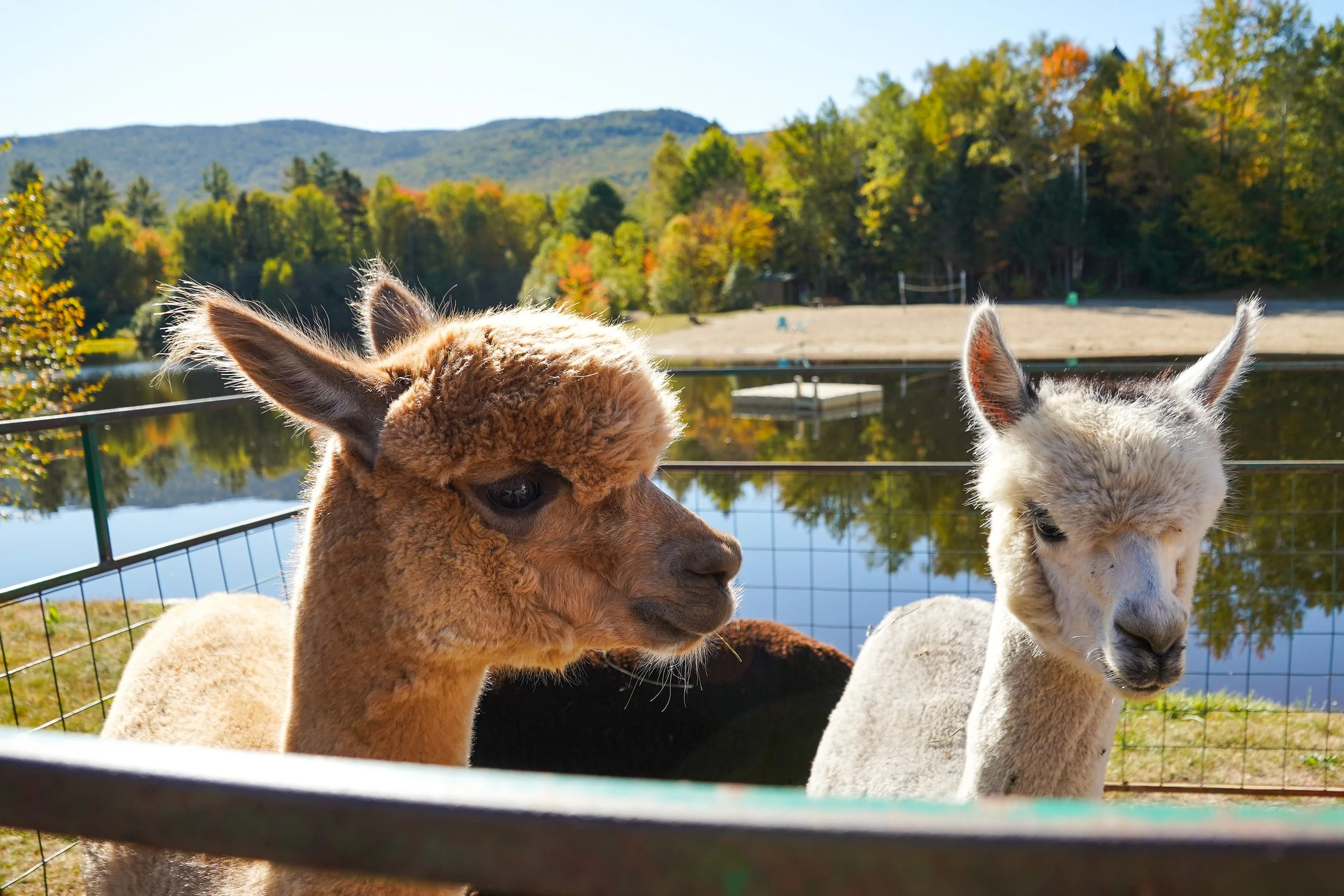 Harvest Festival — Waterville Valley Resort